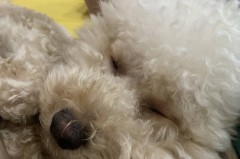 上海申花vs成都蓉城：门票即将开售，背后的战术较量与球迷热情